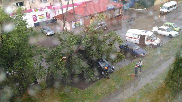 В Брянске во время грозы рухнуло несколько деревьев