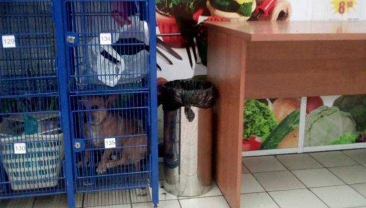 Брянцы показали фото запертой в камере хранения супермаркета собаки