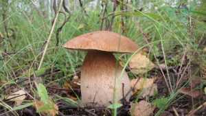 В лесах Брянской области начался большой грибной сезон‍