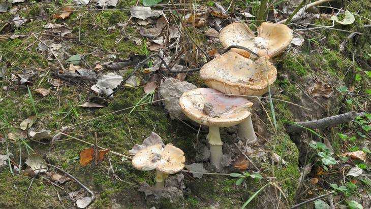 В Брянской области от отравления грибами погиб мужчина