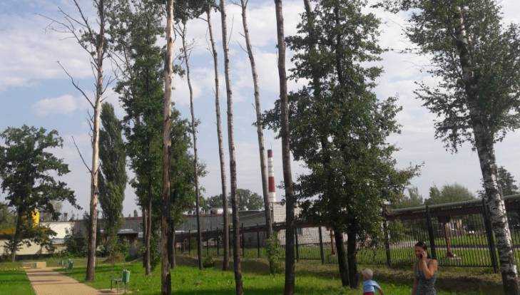 Властям Брянска указали на опасные деревья в бежицком сквере