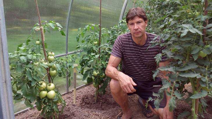 Самый трудолюбивый брянский дачник раскрыл секрет вкусных помидоров