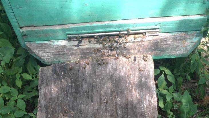 Катастрофа началась: в Брянской области стали массово гибнуть пчелы