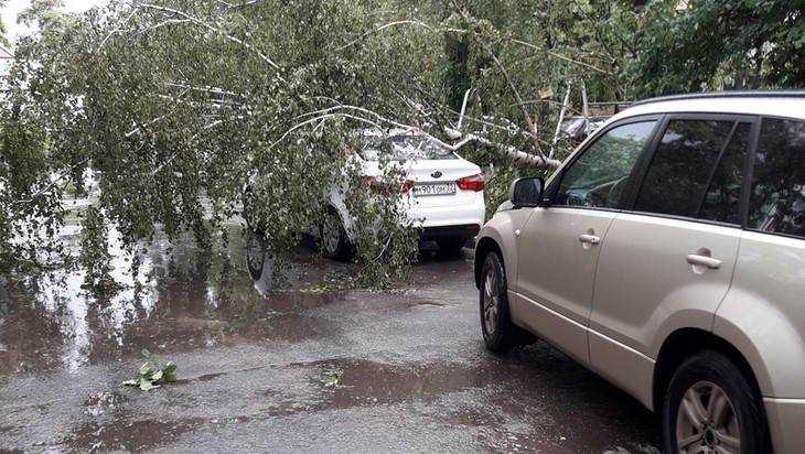 В Брянске после дождя берёза рухнула на автомобиль Kia