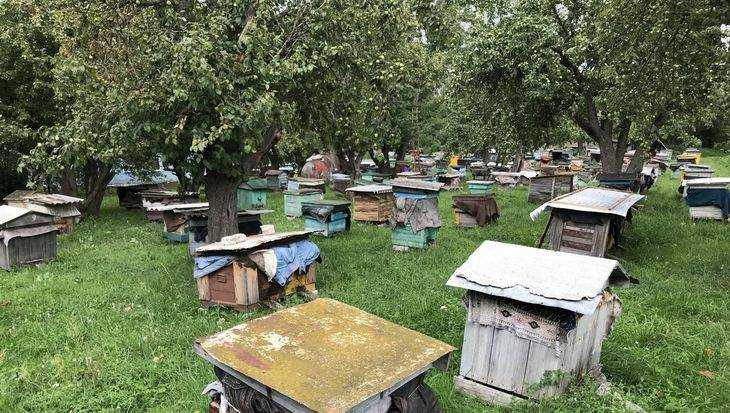 В Брянской области у 25 пасечников погибли пчелы