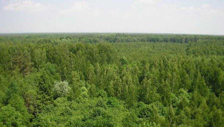 Брянщина заняла 9 место в стране по эффективности использования лесов