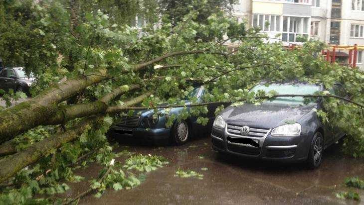 В Брянске после ливня большое дерево рухнуло на два автомобиля