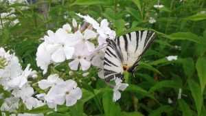 Возле заповедника «Брянский лес» замечен редкий вид бабочки