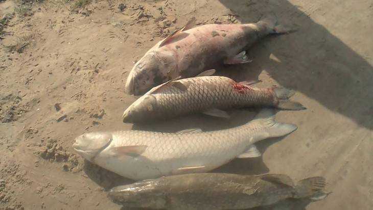 Жители Брянской области обвинили компанию в массовой гибели рыбы