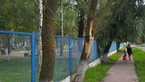 В Брянске возле детского сада спилили опасные деревья