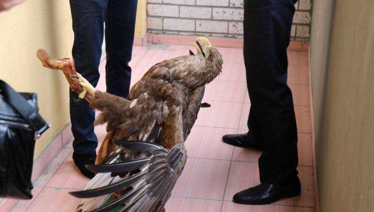 Брянского браконьера задержали за убийство краснокнижного орлана