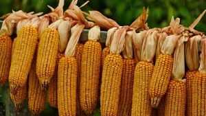 Брянскую кукурузу и сою проверили на ГМО