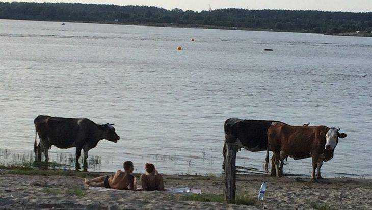 В Брянске коровы потеснили людей на пляже озера Орлик
