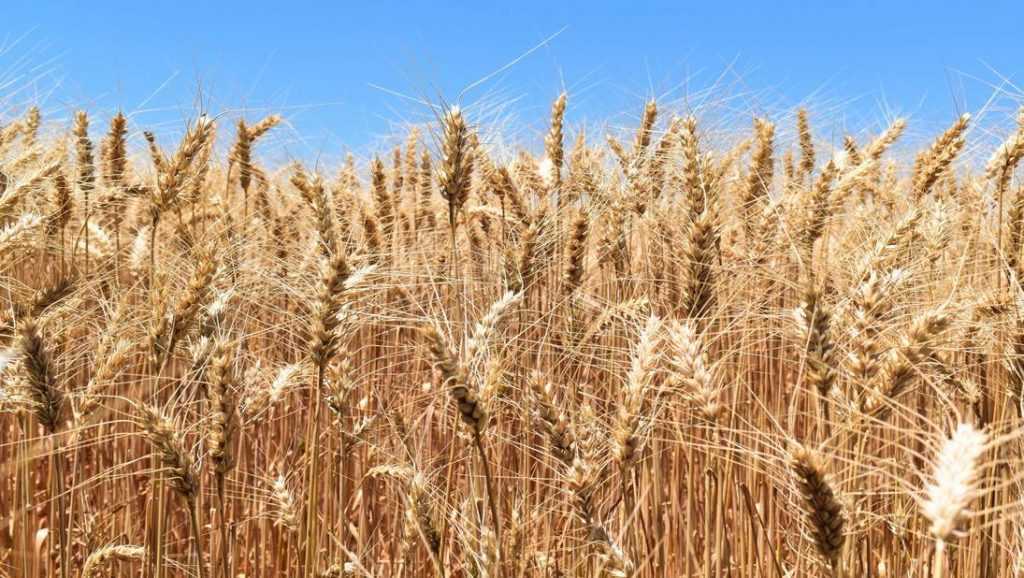 В Брянской области урожайность зерновых побила многие рекорды