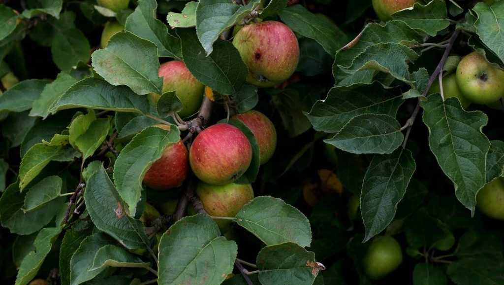 На Брянщине уродилось невиданное количество вкусных яблок