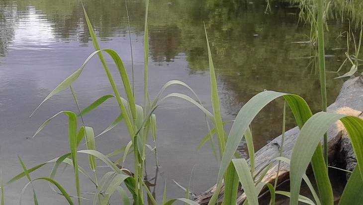 В Суражском районе в реке Ипуть утонул 41-летний мужчина