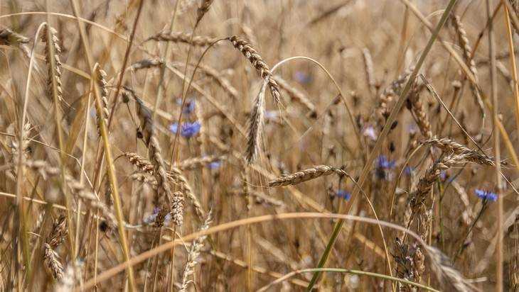 На полях Брянской области убрали более половины зерновых