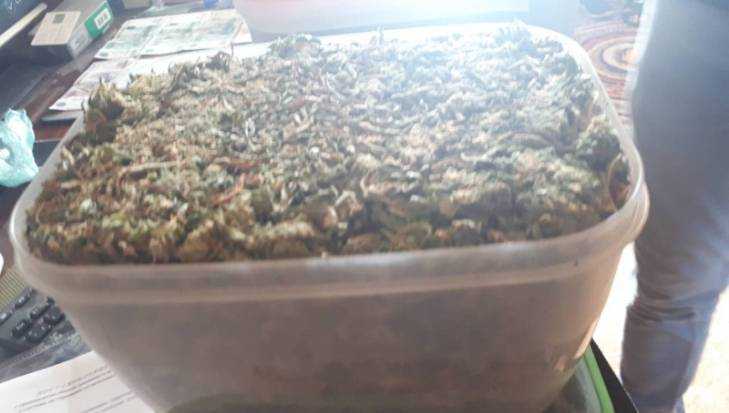 Жителя Брянска арестовали за марихуану и 73 наркотических кактуса