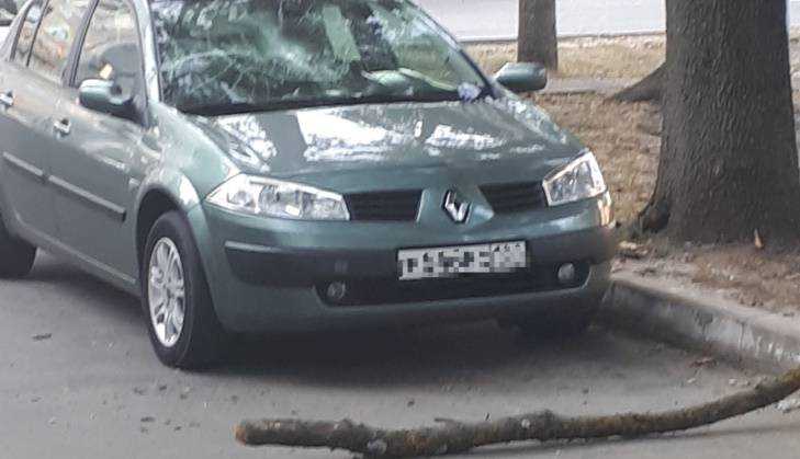 В центре Брянска рухнувший с дерева сук разбил стекло автомобиля