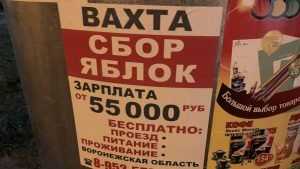 Брянцам предложили 55 тысяч рублей за сбор яблок