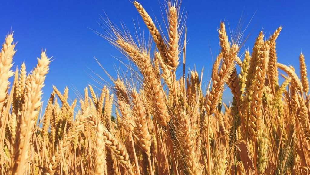 Брянские аграрии побили рекорд урожайности зерновых