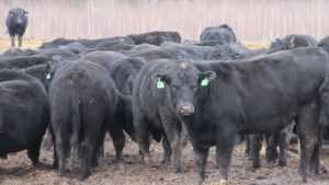 В Брянской области будут выращивать самых крепких в мире быков