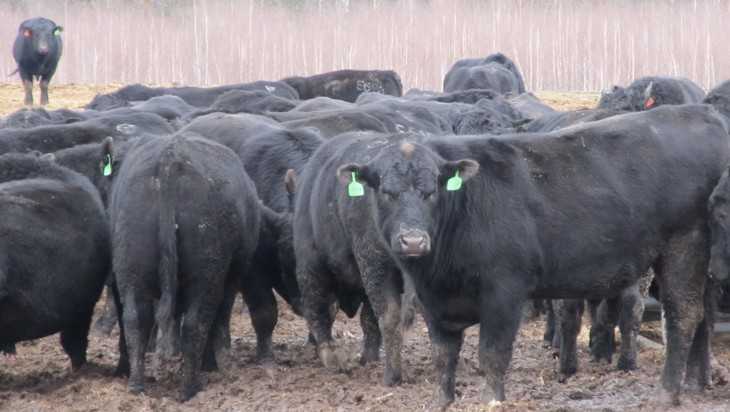 В Брянской области будут выращивать самых крепких в мире быков