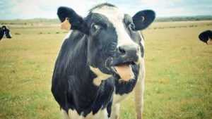 В Злынковском районе выявили бешеную корову