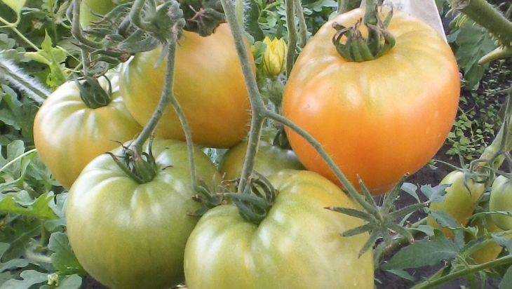 Брянские огородники получили по четыре урожая помидоров