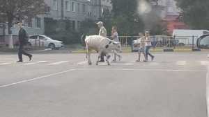 В Брянске сфотографировали закопослушного теленка на «зебре»