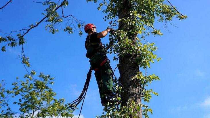 Мэра Брянска обязали обрезать деревья на улице Кольцова