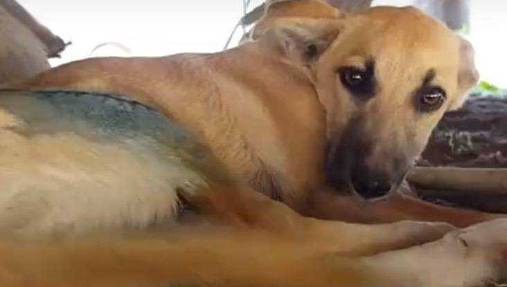 В Белых Берегах поблагодарили спасителей сбитой грузовиком собаки
