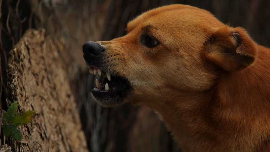 Ученые – о бешеных собаках в Брянске: вирус на границе угрожает России