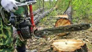 В брянских лесах стало вдвое меньше незаконных вырубок