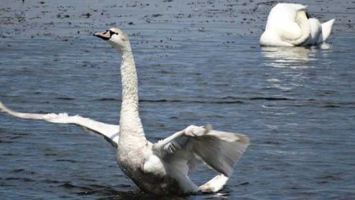 Лебеди поселились на озере в Стародубском районе