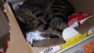 Брянцев умилил спавший в магазине на полке среди сухариков кот‍