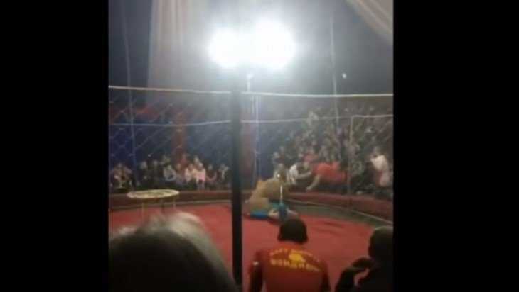Появилась видеозапись нападения львицы в цирке на маленькую девочку