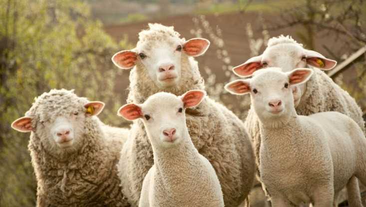 В Новозыбковском районе с пастбища пропало стадо овец