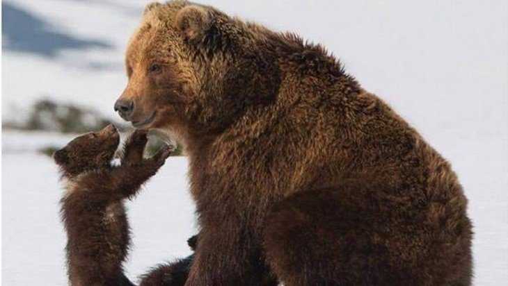 В Брянске покажут камчатских медведей Игоря и Дмитрия Шпиленков