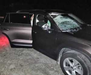 В Навлинском районе автомобиль Skoda Kodiaq сбил на трассе лося