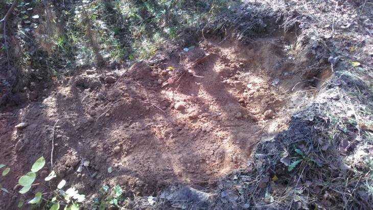 В лесу около брянского села нашли гору трупов