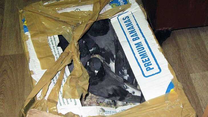 Брянские таможенники поймали 20 голубей-нелегалов