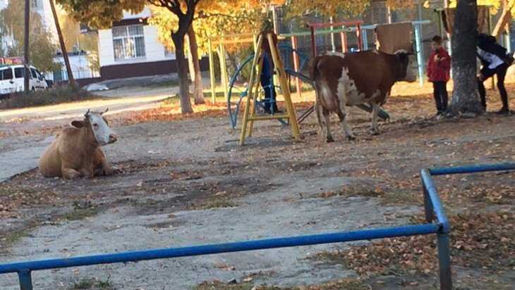 В брянских соцсетях опубликовали фото коров, разгуливающих по городу