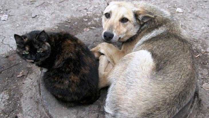 Бродячих собак в Брянске будут стерилизовать и отправлять в приюты
