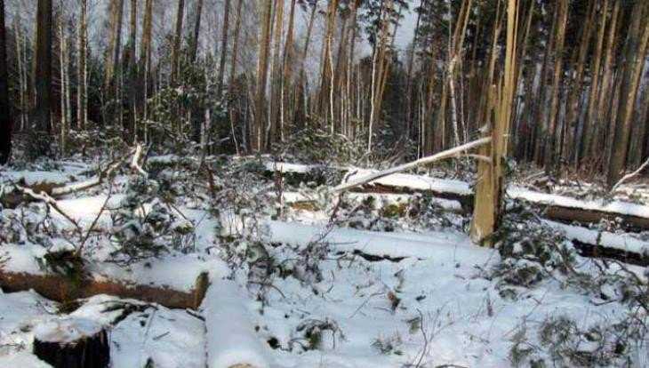 В Карачевском районе неизвестные вырубили лес на 570 тысяч рублей