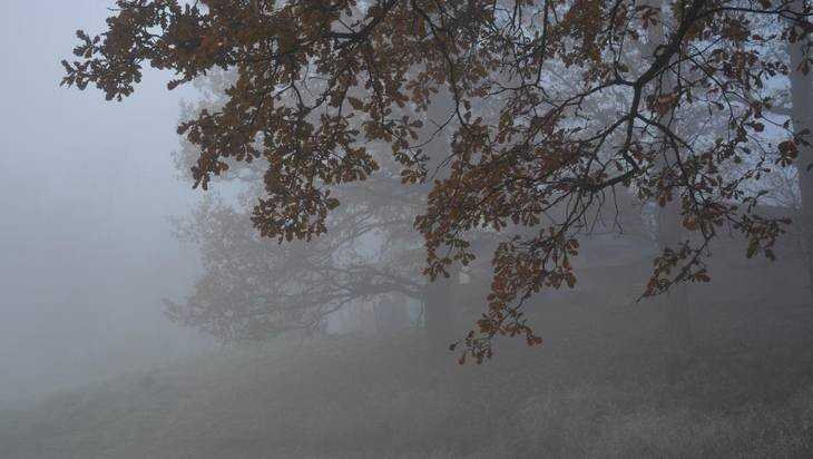 Брянской области 10 ноября пообещали моросящий дождь и туман