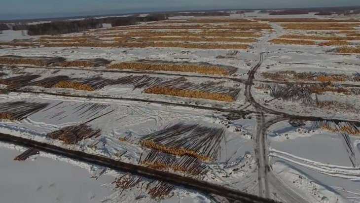 Брянского депутата Валуева призвали остановить вырубку леса  китайцами