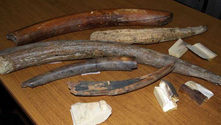 Брянские таможенники нашли в поезде окаменевших моллюсков и бивни мамонта