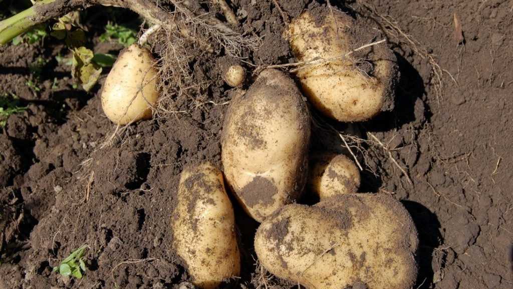 В Брянской области собрали рекордный урожай картофеля