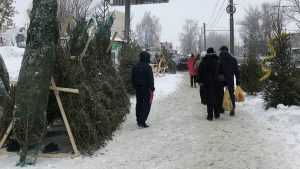 «Елочка мне нравится?!»: в Брянске началась продажа лесных красавиц